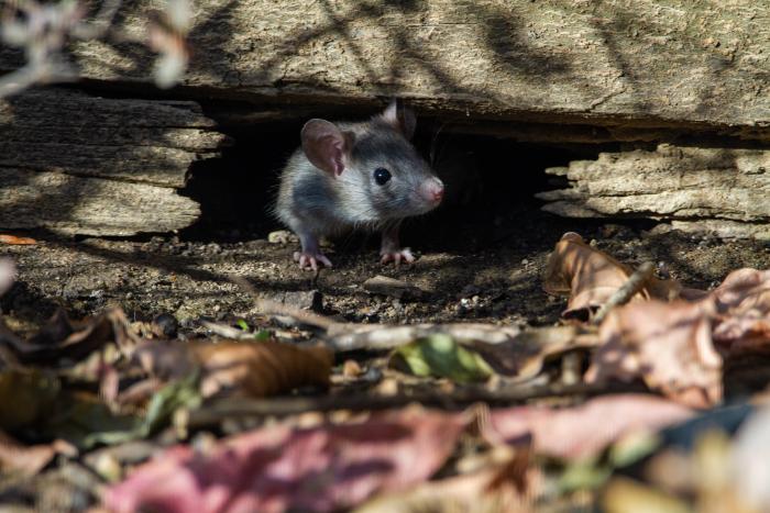 mouse pest underneath a storage shed foundation