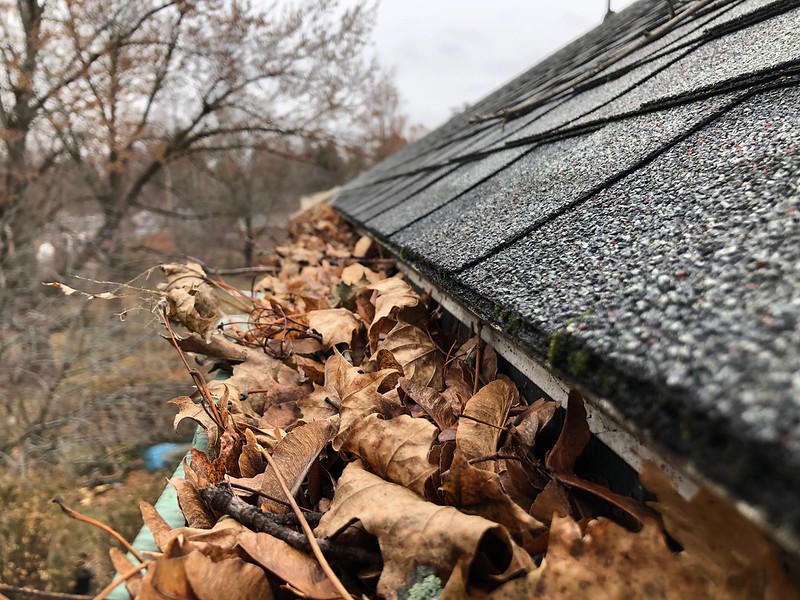 shed gutter clogged with leaves