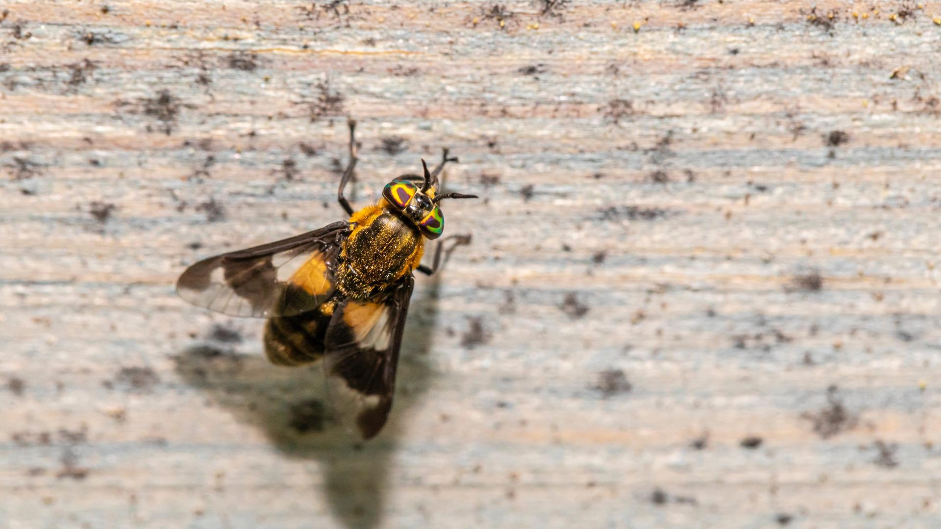 Yellow bee sitting on wood