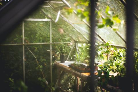 Potted plants inside a small greenhouse